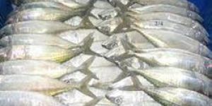 Indian Mackerel Fish