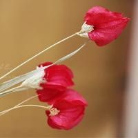 Exotic Dried Flowers