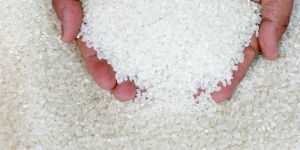 Raw Rice