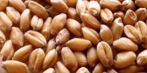 Wheat