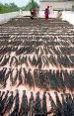 Machine Weft Hair