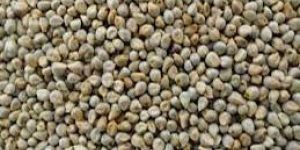 Green Millet