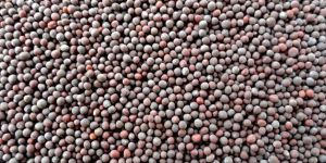 Mustard Seeds
