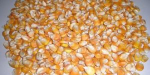 Yellow Maize