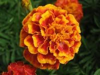 Marigold Flower