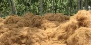 Coir Fibre