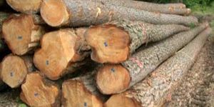 Pine Wood Logs