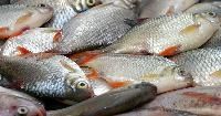 Fresh Fish