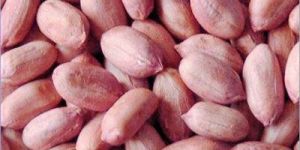 Peanut Kernels