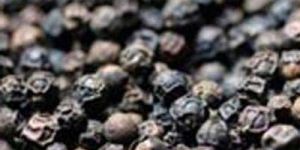 Black Pepper Seeds