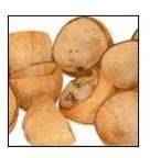 Coconut Shells