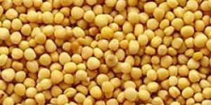 Mustard Seeds