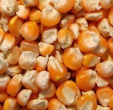 Maize