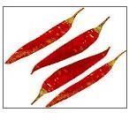 Dried Red Chilli