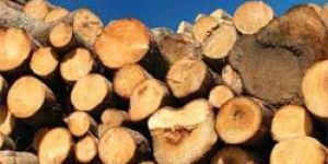 Firewood Logs