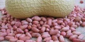 Bold Oily Peanut