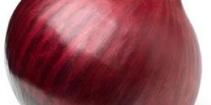 Fresh Onion Exporters