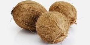 Matured Coconut
