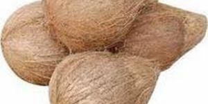 Semi Husked Coconut