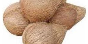 Semi Husked Coconuts
