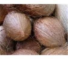 Mature Coconuts