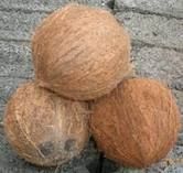 Coconut