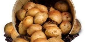 Fresh Potato