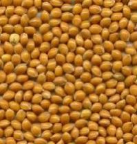 Yellow Millet