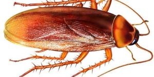 Cockroach Control Services