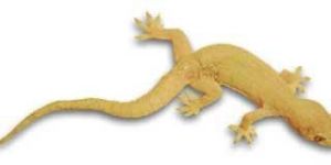 Lizard Control Services