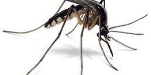 Mosquitoes Control Services