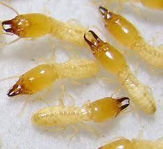 Termite Control Services