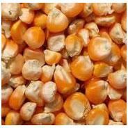 Corn Seeds