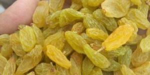 Yellow Raisin