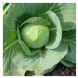 Fresh Cabbage