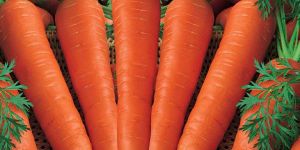 Fresh Carrots