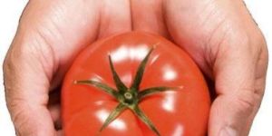 Fresh Tomato