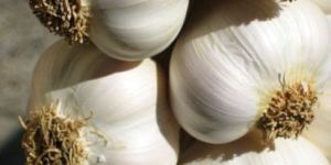 Garlic