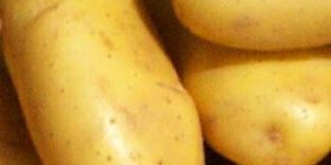 Potato