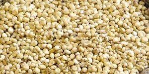 Sorghum Seeds