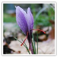 Saffron