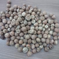 Betelnut
