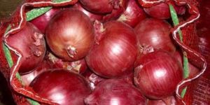 Red Onion