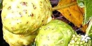 Morinda Citrifolia Extract