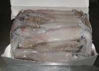 Frozen Squid
