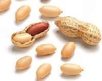 Peanut Seed
