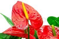 Anthurium Flower