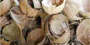 Coconut Shells