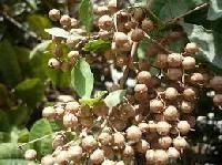 Henna Seed