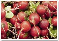 Radish